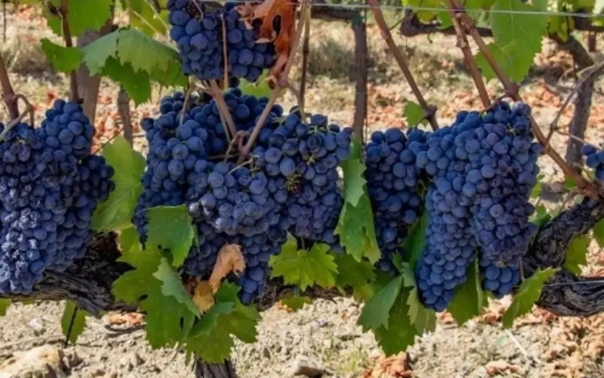 Serata Sangiovese dal Prosecco al Brunello di Montalcino
