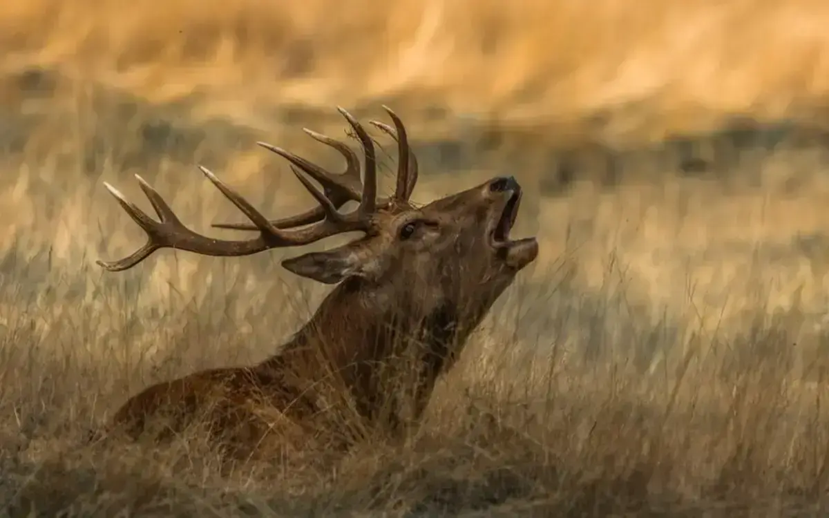 Il bramito del Cervo nel Parco della Mandria